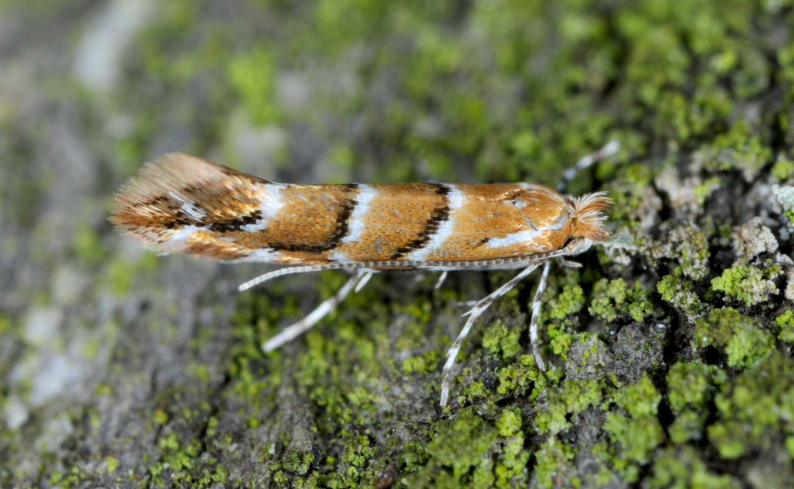 Pheromon Camerariawit - Kastanienminiermotte - Cameraria ohridella